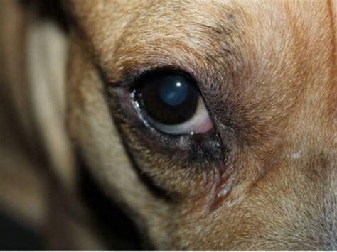 Hund rött öga